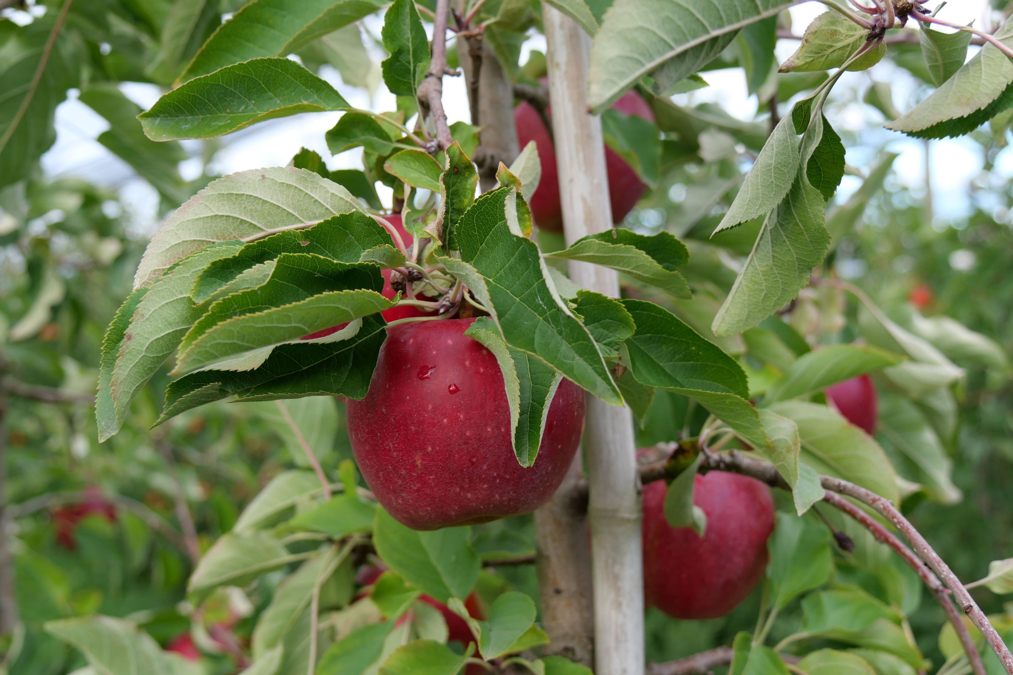 Äpfel Gräfin Goldach allergikerfreundlich vom Obsthof Kunz aus Ehrenkirchen-Offnadingen, 1 kg